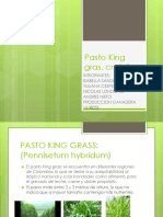 PASTO KING GRASS.pptx 2.pptx