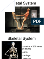 skeletal system overview and longbone anatomy