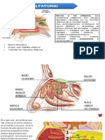 Nervio Olfatorio