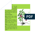 plantas-