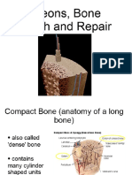 osteons bone growth and repair