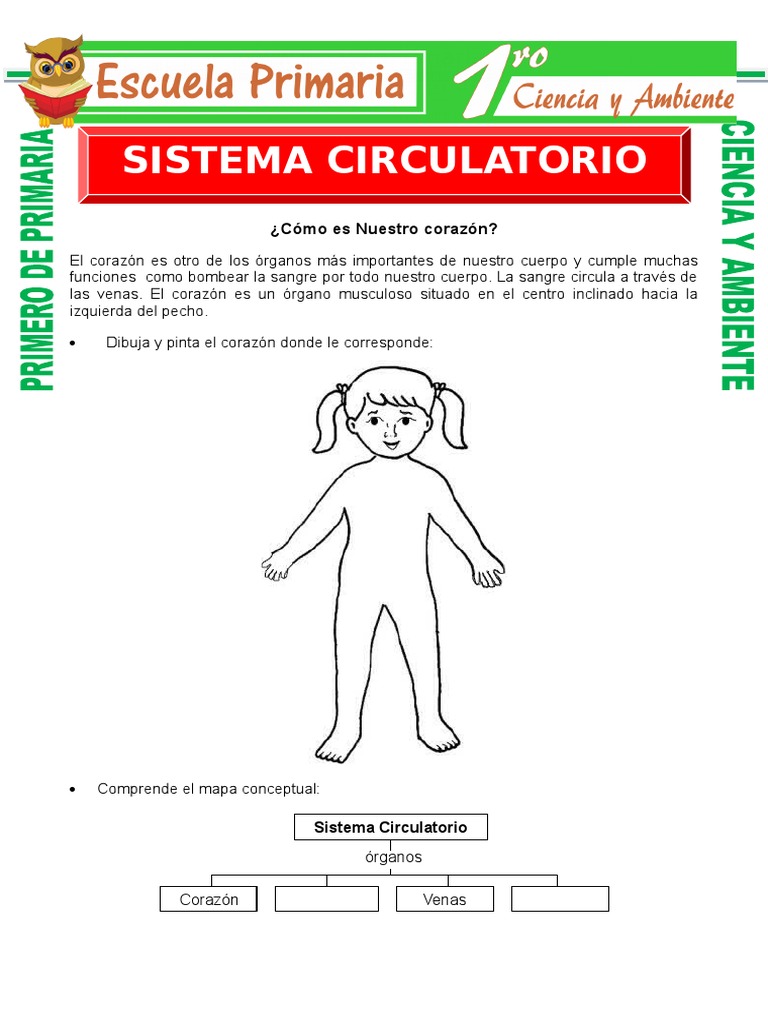 Sistema Circulatorio para Primero de Primaria | PDF | Sistema ...
