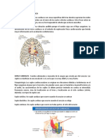 Terminologia Cardiologica