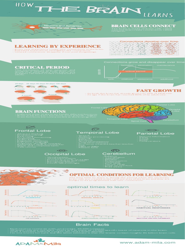 Understanding Brain Development Stages | PDF | Brain | Neuron