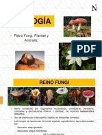 Fungi Plantae y Animalia