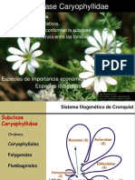 Clase 11 Caryophyllidae 2016 2