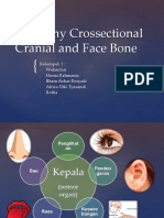 Anatomy Crossectional Cranial and Face Bone