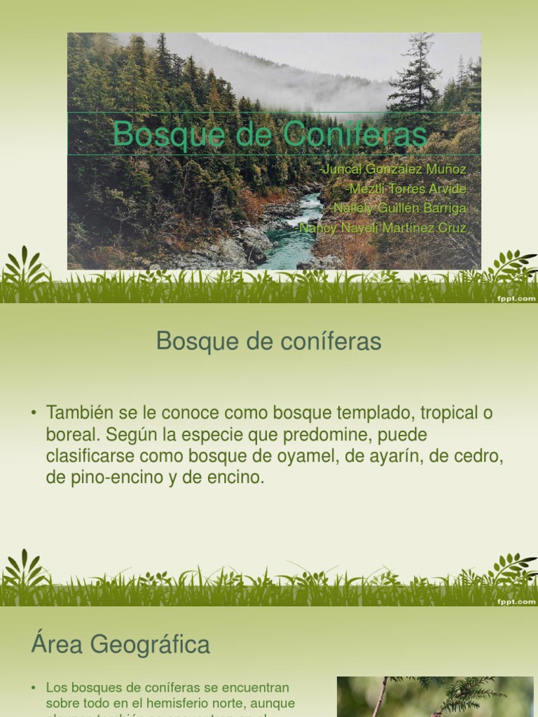 Bosque de Coníferas Clima templado Clima