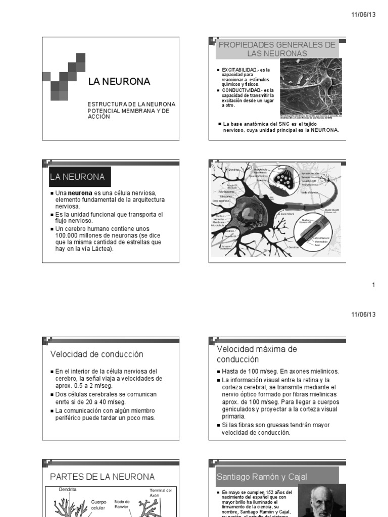 Tema 3. La Neurona | PDF | Sinapsis | Neurona