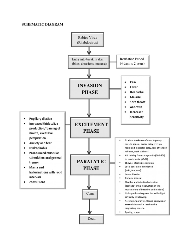 Rabies Virus Pathophysiology Diagram | PDF | Rabies | Diseases And ...