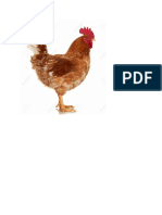 chicken images