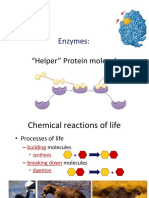 Enzymes:: "Helper" Protein Molecules