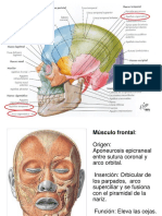 Músculos de Cara