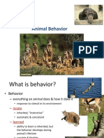 Animal Behavior: Meerkats
