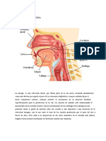 laringe.pdf
