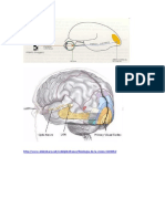 corteza cerebral