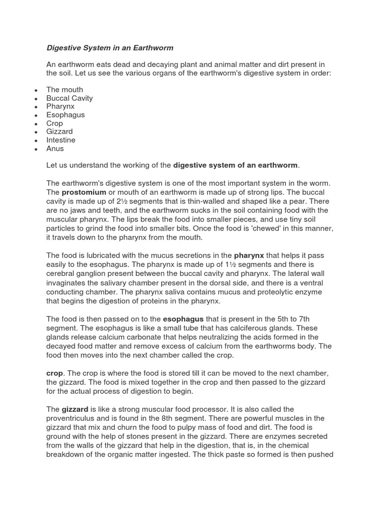 Digestive System of An Earthworm | PDF | Human Digestive System | Mouth