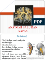 Respirasi Anatomi