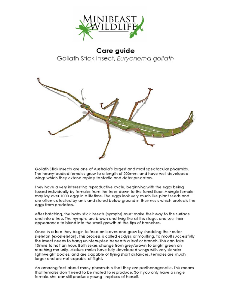 Care Guide: Goliath Stick Insect, Eurycnema Goliath | PDF | Insects |  Organisms