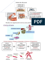 Tipos de Células 6º PDF