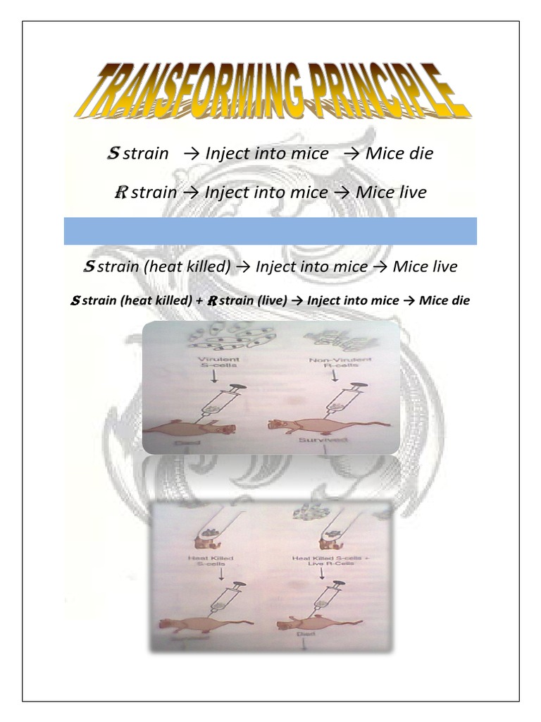 Mice Survival in S and R Strain Experiments | PDF | Young Adult