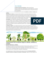 Clasificacion de Los Arboles y Plantas