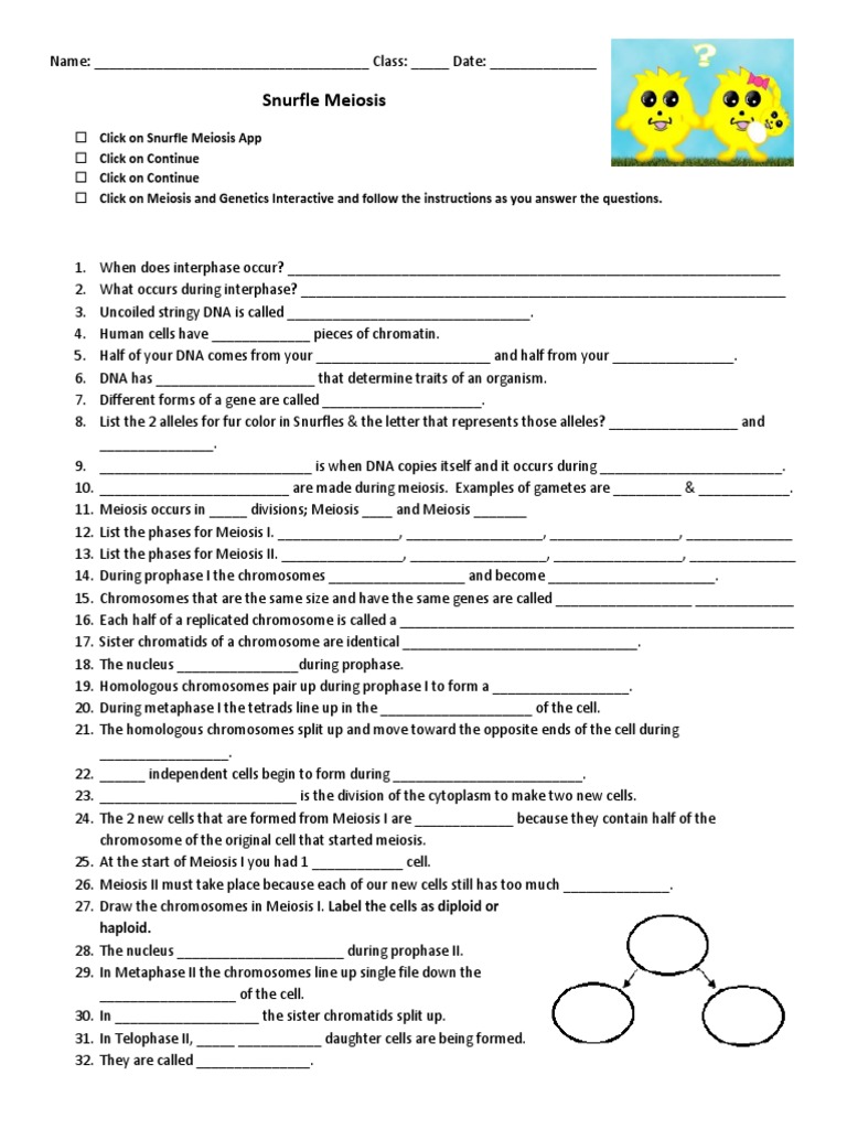snurfle-meiosis-another-ws-pdf-meiosis-chromosome