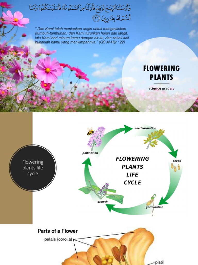 Flowering Plants: Science Grade 5 | PDF | Home & Garden | Wellness