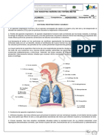 Guia de Lectura Del Sistema Respiratorio