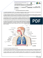 Sistema respiratorio humano