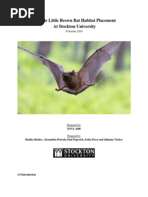 little brown bat-final report