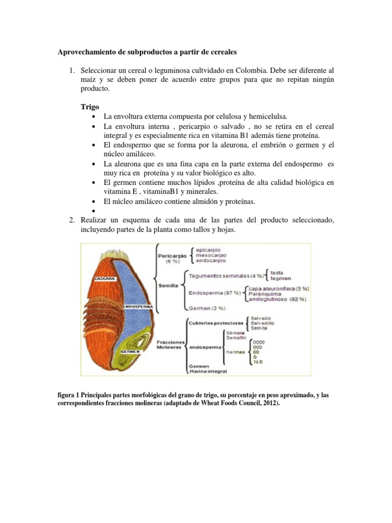 Partes y Aprovechamiento del Trigo | PDF | Trigo | Cereales