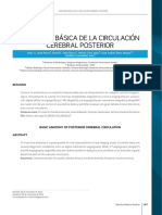 Anatomía básica de la circulación cerebral posterior en