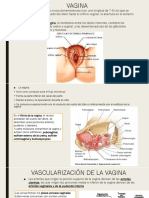 Anatomía de La Vagina