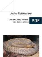 Aruba Rattlesnake: Tyler Bell, Mary Michael Stetz, and James Weeks
