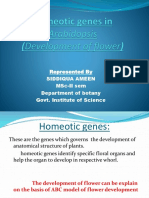 Homeotic Mutants in Arabidopsis and Antirrhinum