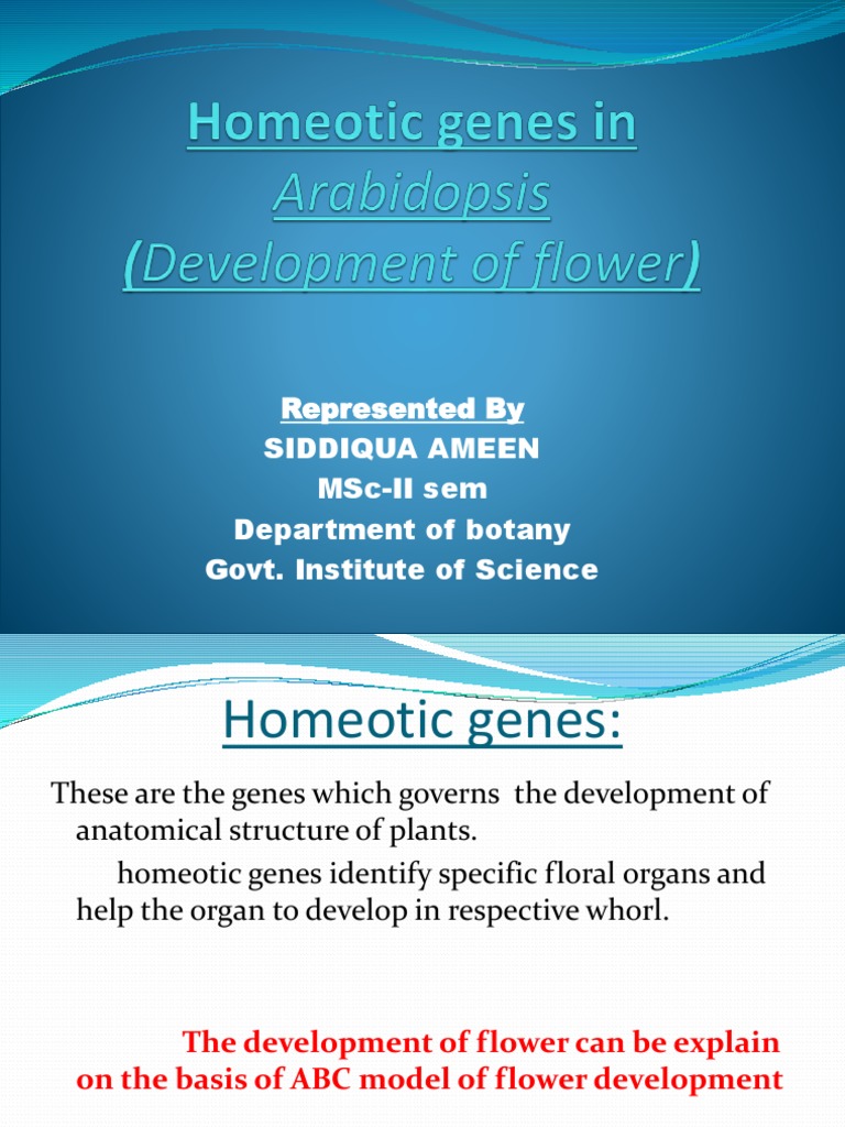 Homeotic Genes and ABC Model in Flowers | PDF