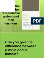 Parts and Description of The Male Reproductive System