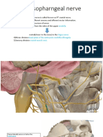 Glossopharngeal Nerve