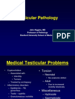 testicular carcinoma.pdf