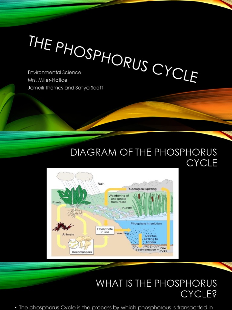 Understanding the Phosphorus Cycle | PDF | Eutrophication | Phosphorus