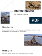 the marine iguana