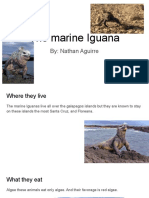 The Marine Iguana