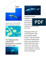 Brocure of Galapagos Shark