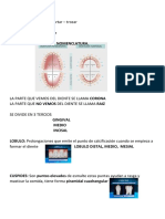 Estudio Primer Parcial Morfologia