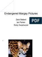 Endangered Margay Pictures