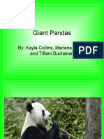 Giant Pandas 