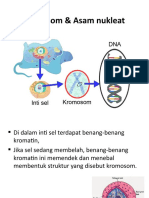 Kromosom & Asam Nukleat 3