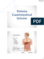 Sistema Gastrintestinal Inferior