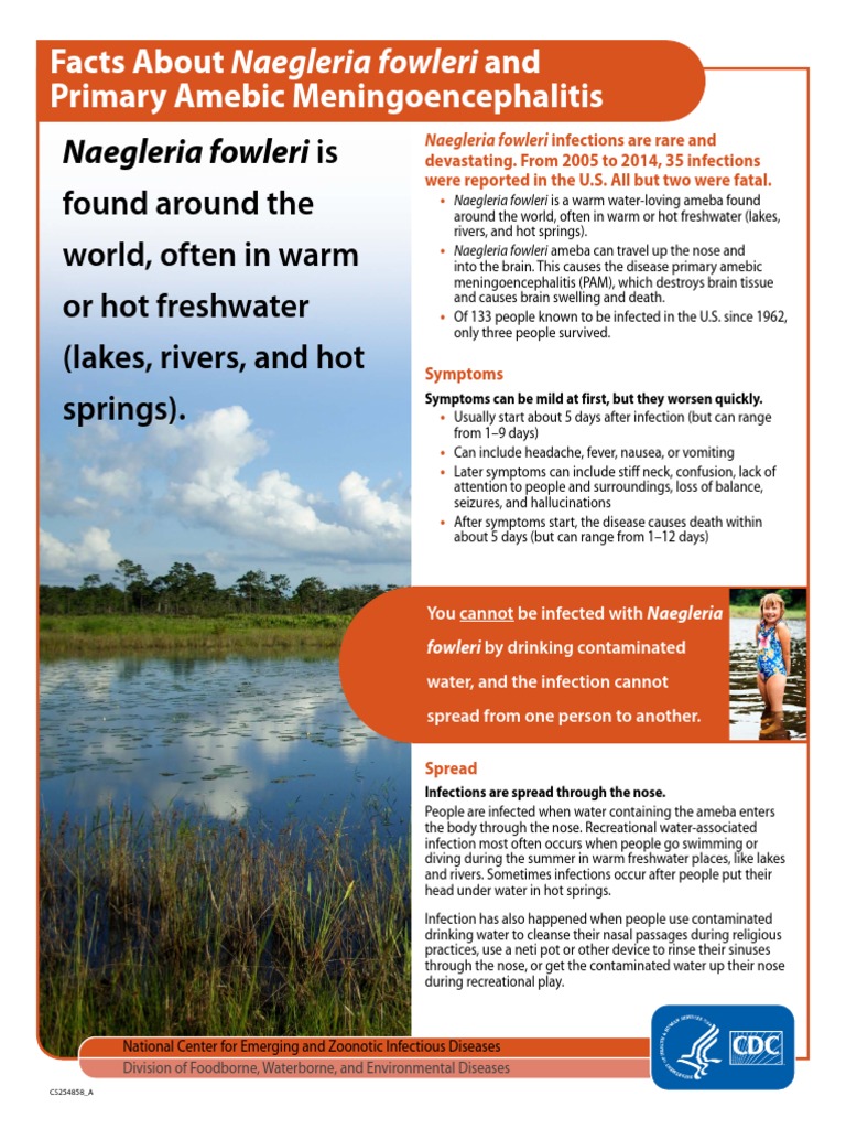 Naegleria fowleri Medical Specialties Diseases And Disorders